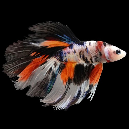 Betta splendens - Combattant male halfmoon XL